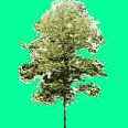      Direct3D  HLSL
