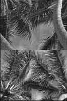    Photoshop 4
