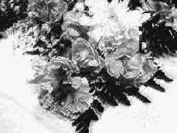 Photoshop 4-5 -  
