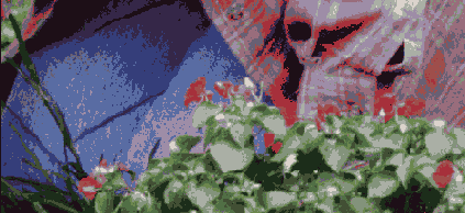      Photoshop  Illustrator
