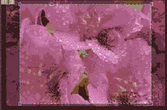      Photoshop  Illustrator
