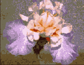      Photoshop  Illustrator
