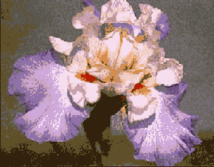      Photoshop  Illustrator
