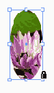    InDesign
