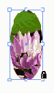    InDesign
