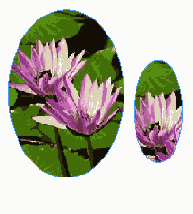    InDesign
