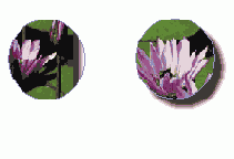    InDesign
