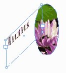    InDesign
