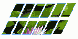    InDesign
