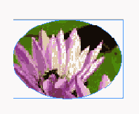    InDesign
